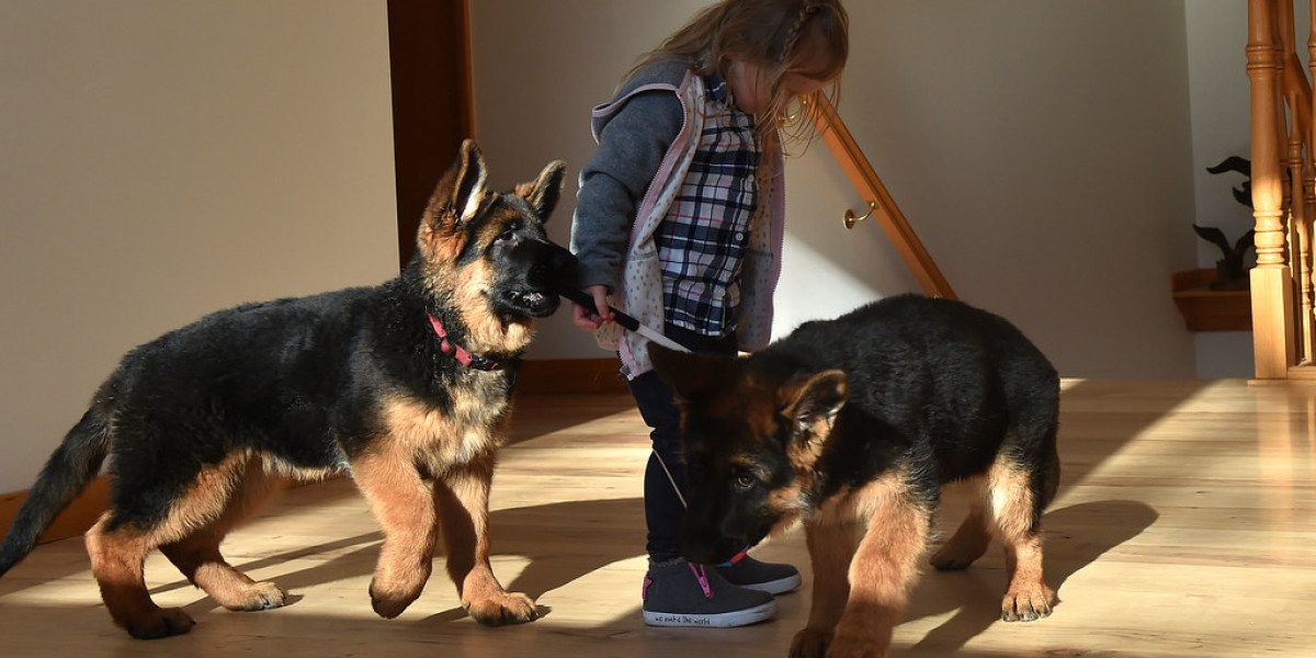 We've Had Enough! 15 Things About Buy A German Shepherd We're Sick Of Hearing